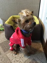 Pet Dog Clothes Fashion Hoodie Spring and Summer For Dogs Coat Jacket Cotton Ropa Perro