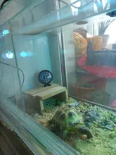 Termómetro de temperatura para reptiles, higrómetro de humedad, medidor de vivero, suministros de tanque