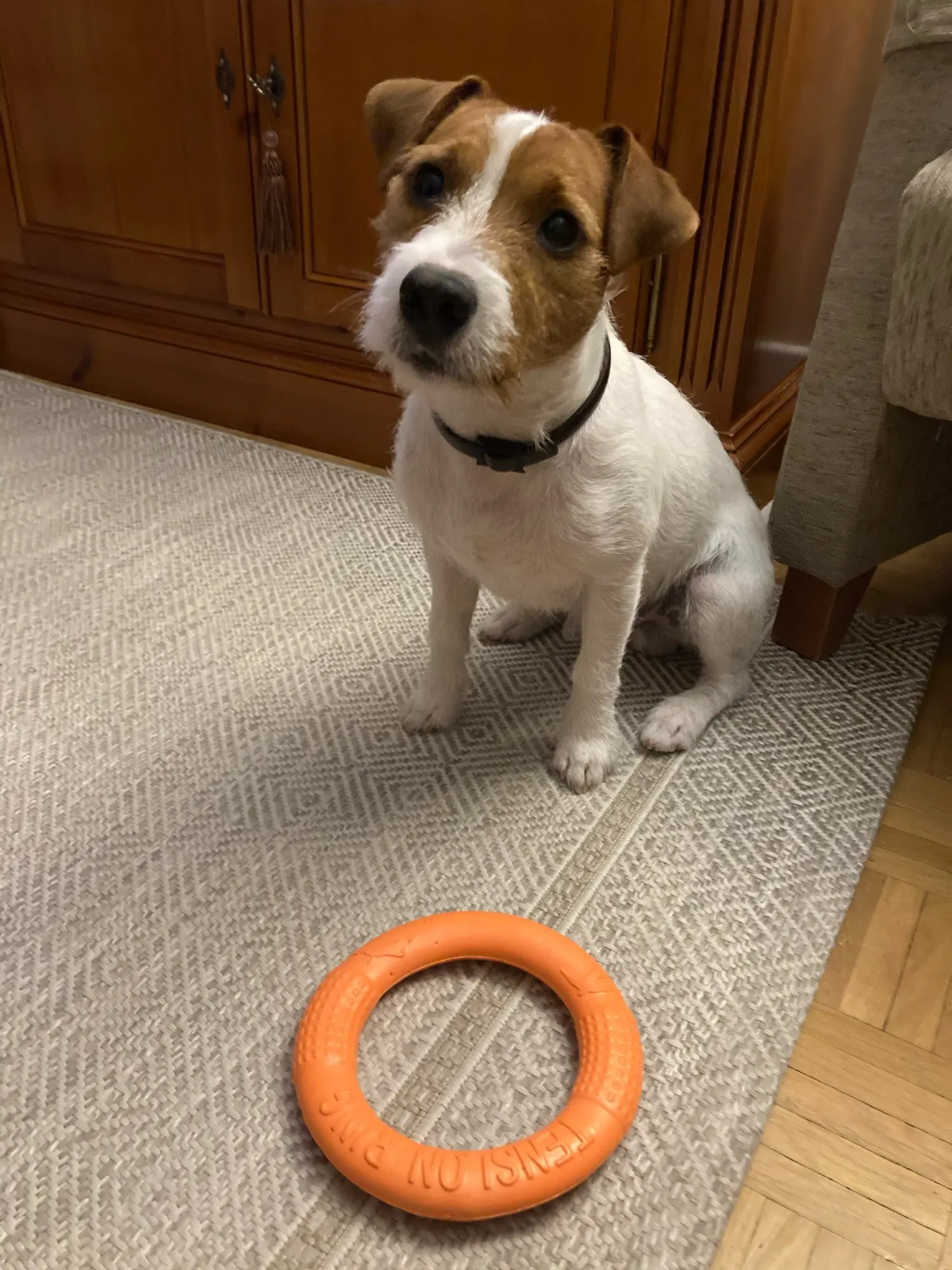 Interactive Dog Toys | Dog Ring Toy | Dog Training Toys photo review