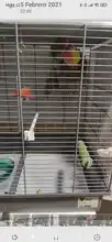 Tenedor de acero inoxidable para comida de loros, jaula colgante para pájaros, 2 tamaños