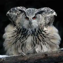 5 capas KN95 máscara para 5-15 años los niños chico niño polvo KN95Mask FFP2 máscara protectora niños niñas FPP2 respirador FPP3 FFP3