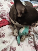 Toys-Supplies Interactive-Toy Dogs Agility Plush Playing Traning Animal Funny Mint Kitten-Teaser