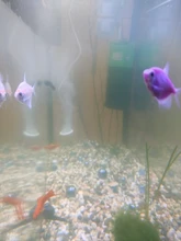 Cleaning-Tool-Accessories Algae-Remover Shrimp Twinstar Aquarium Chihiros Doctor Water-Fish-Tank