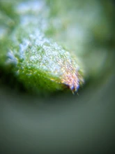 Clip Microscope Magnifying Glass Cell-Phone-Clip Uv-Light Focusing Jewelry 60X LED 