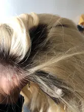 Peluca Bob de cabello rubio miel #4/613, peluca recta de encaje, cabello humano peruano con encaje frontal, pelucas de cabello humano con encaje transparente prearrancado