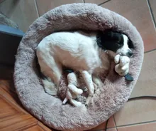 Pet-Mats House Sofa Dog-Bed Labrador Animals Plush Chihuahua Large Round Soft Coral Long