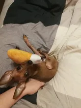 Pet-Supplies Dog-Toys Puppy-Training-Toy Squeaky Plush Chicken-Leg Bite-Resistant Dog Chew