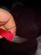 Cat-Collar Necklace Engraving Breakaway Small Dog Customize Nylon Kittens Safety Personalized