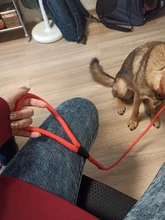 Rope-Chain Pet-Products Dog-Collar Dog-Traction HOOPET Golden Nylon-Material Teddy Comfortable