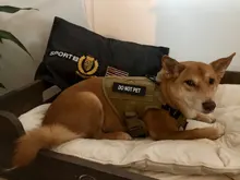 Conjunto de arnés y correa para perro táctico, chaleco para perro grande con hebilla de Metal, Pastor Alemán, arnés duradero para mascotas para entrenamiento de perros pequeños y grandes