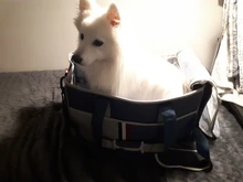 Handbag Tote Pet-Dog-Bag Traveling Portable Pet-Supplies Shoulder-Bag Oxford-Cloth