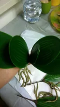 Decorative-Flowers Orchid Leaves Leaf Simulation-Plants Auxiliary-Material Micro-Landscape-Decor