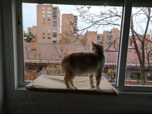 Cama que cuelga de la ventana para mascotas, 20kg, hamaca para gato y mascota, asiento tipo estante