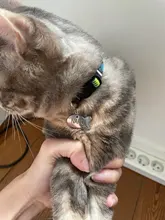 Collar de gato personalizado con estampado, Collar de gatito personalizado de liberación rápida con campana grabada, accesorios para gatos domésticos