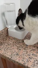 Food-Bowl Raised-Stand Pet-Cat-Bowl Water-Fountain Automatic-Feeder Drinking For Cats