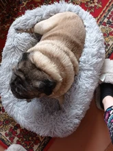 FortyLions-Cama larga de felpa para perros y gatos, cojín largo de felpa super suave y esponjoso para mascotas, cómoda para casa