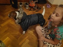 Coat Dogs-Clothing Dot-Pattern Winter Hooded Pet-Dogs New Xl To High-Quality