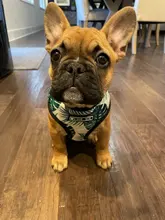 Pet-Harness Vest Lead-Leash Puppy-Frenchie Dogs Walking-Dog Pug Small for Bulldog Medium