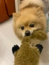 2019 nueva lindo juguetes de peluche squeak Lobo mascota conejo animal perro de peluche de juguete para masticar con chirrido silbando involucrado ardilla perro Juguetes