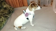 Pet-Vest Harnesses Dog-Supplies Reflective No-Pull Small Walking-Adjustable Large Medium