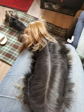 Tijeras de acero inoxidable para peluquería de perros de compañía, 6 pulgadas, curvas, con bordes afilados, para cortar el pelo de animales y gatos, para peluquero