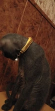 Cat-Collar Nylon-Strap Bell Puppy Adjustable Small Cute with Frosted ABS Pet-Cat SUPREPET