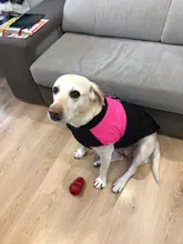 Coat Jacket Puppy-Vest Dogs Waterproof Winter Medium Pet-Dog Zipper Small Large Warm