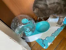 Dispensador de agua automático con forma de caracol para gatos, fuente para mascotas, tazón para beber grande, sin electricidad