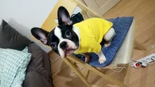 Ropa de perro de moda ropa de invierno para perros pequeños perros mediano chaqueta de abrigo Chihuahua ropa para mascotas para pequeño mediano perros Carlino