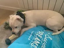 Collar táctico militar ajustable para perro, collares para perro y mascotas, correa de Control, Asa de entrenamiento, Collar de Gato para perros pequeños y grandes