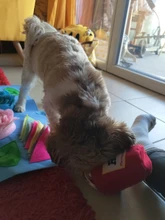 Training-Toy Toys Puzzle Noodle-Shape Puppy-Dog Nosework Dogs Leaking Funny Sniffing