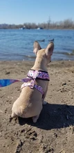 Arnés de Mascota para Bulldog Francés, correas pequeñas y medianas para perros, chaleco de cachorro francés, correa de plomo para perro que camina, productos para mascotas