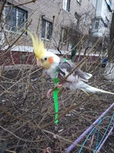 Cuerda de entrenamiento antimordedura para mascotas, Kits de correas ultraligeras, suaves y portátiles, gran oferta