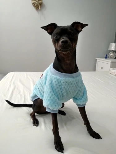 Köpek kazağı