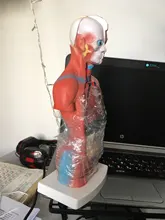 Torso humano cuerpo modelo de anatomía, anatómico médico los órganos internos para la enseñanza Dropshipping. Exclusivo.