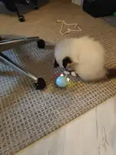 Toy Cat-Toy Ball-Rolling Productos Interactive Electric Colorful Automatic Para Led Ear