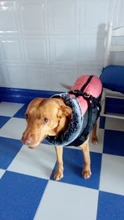 Abrigo impermeable de invierno Para Perros, chaqueta cálida Para cachorros, Ropa de mascota chaleco, Ropa Para Perros pequeños, medianos, grandes, Ropa Para Perros
