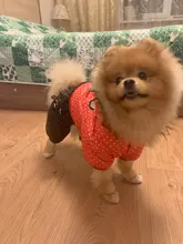 Coat Dogs-Clothing Dot-Pattern Winter Hooded Pet-Dogs New Xl To High-Quality