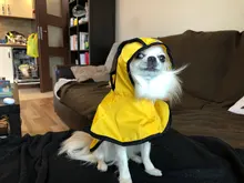 Jumpsuit Hoodies Pet-Coat Rain-Jacket Reflective French-Bulldog-S-2xl Waterproof Medium