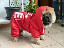 Jacket Rain-Coat Labrador Alaska Puppy-Doberman Waterproof Dogs Large Medium Husky TLC02