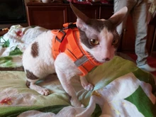 Reflectante cachorro gato arnés chaleco caminar perro ajustable Collar de gatito de malla de poliéster arnés para pequeño mediano perros