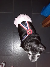 Panties Briefs Underwear Pet-Physiological-Pants Dog-Diaper Sanitary-Shorts Washable