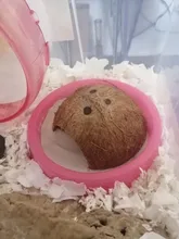 Nest Hamster-House Hiding-Cage Coconut-Shell Small Animal Reptiles Cave Spider Natural