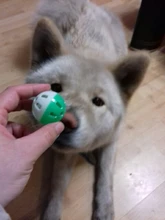 Toys Ball Cage Bird-Toy Cockatiel Pet-Parrot-Toy Parakeet Hollow-Rolling-Bell 10pcs Fun