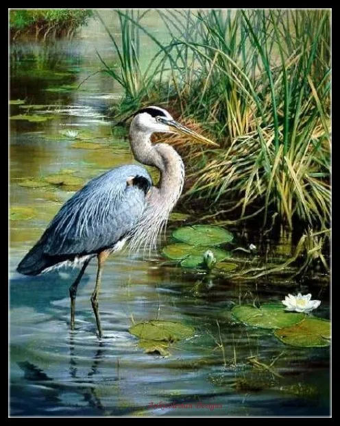 

Counted Cross Stitch Kits Needlework Embroidery - Crafts 14 ct Aida DMC Color DIY Arts Handmade Home Decor - Great Blue Heron
