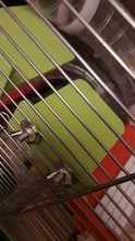 Rack Plate-Toys Hamster Squirrel-Cage Wooden Rectangle Colorful