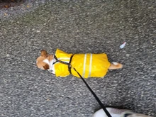 S-XL de ropa para perros chubasqueros con capucha, tira reflectante, abrigo de lluvia para perros, chaquetas impermeables, ropa transpirable para exteriores para cachorros