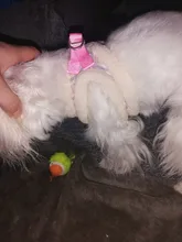 Vest Leash-Set Puppy-Harness Dog No-Pull French-Bulldog Pet-Chihuahua Small Padded Adjustable