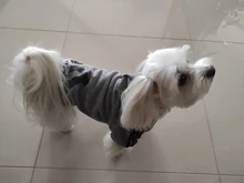 Adidog-ropa para perros pequeños, chaqueta con capucha deportiva de invierno, suéter de algodón suave abrigado puro, Chihuahua de peluche, ropa para cachorros