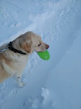 Mordedores de juguete para perros, discos voladores interactivos de goma suave, resistente a mordeduras, productos para entrenamiento de mascotas, 1 unidad